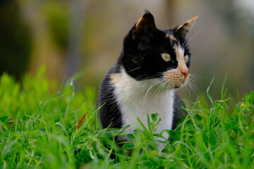 A cat, a black and white cat among the grass
