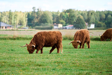 Shaggy brown cow near wire fence
