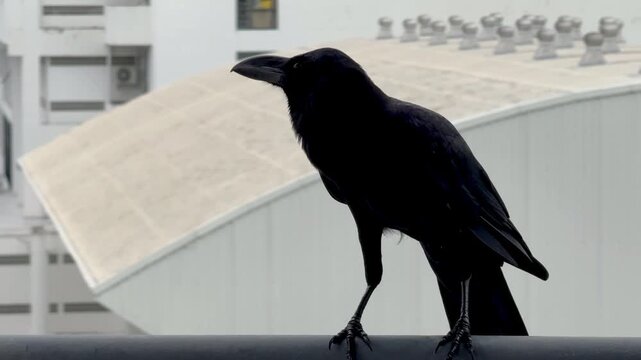 Zoom video shot shows a crow that has landed on the metal railing of a parking garage.