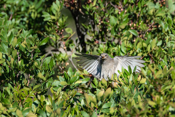 Female black redstart (Phoenicurus ochruros) with wings extended and a berry in its beak emerging from a shrub
