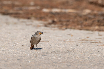 Female black redstart (Phoenicurus ochruros) standing on asphalt with a berry in its beak