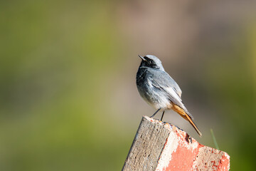 Close-up side view of a male black redstart (Phoenicurus ochruros) perched on a concrete column