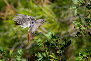 Female black redstart (Phoenicurus ochruros) in flight with wings extended near a shrub, side view