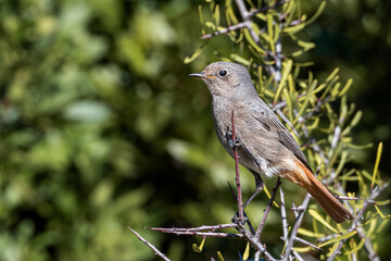 Close-up of a female black redstart (Phoenicurus ochruros) perched on a shrub branch