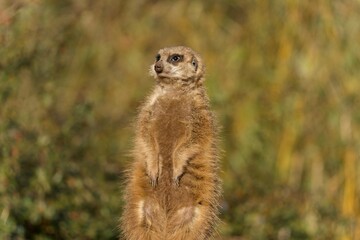 meerkat on the lookout