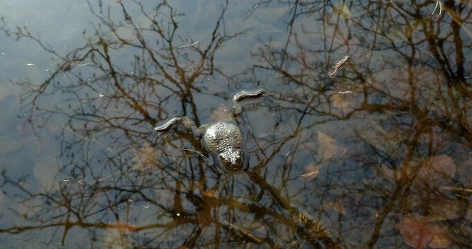 Close-up of a Common toad (bufo bufo) is floating in a pond in spring, Mustavuori, Helsinki, Finland.