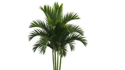 Lush green palm tree with vibrant leaves on a white background.