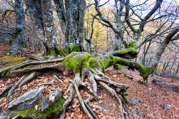 Raices y musgo en el hayedo