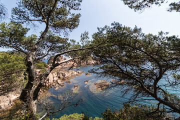 Pine trees framing a mediterranean cove landscape