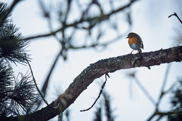 a robin, erithacus rubecula, perched on a tree at a winter day
