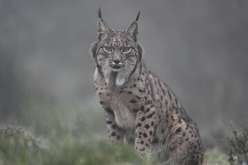 Iberian Lynx in misty cold morning
