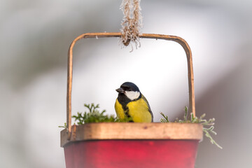 a great tit, parus major, perched on a decorative bird feeder and eating seeds © DoreenB. Photography