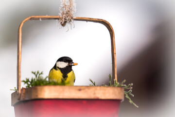a great tit, parus major, perched on a decorative bird feeder and eating seeds © DoreenB. Photography