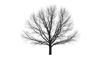 Intricate black and white tree branches form a detailed silhouette.