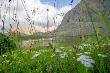 grass on the bank of lake 