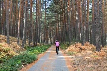 Obraz premium Landscape photography from the forest in Puerto de Guadarrama, located in the Sierra de Guadarrama mountain range, north of Madrid, Spain. Taken in autumn, the photo captures the warm earthy tones
