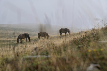 Wild mare with her foal on the foggy high plateau of Gran Sasso National Park in Abruzzo, Italy. Mist surrounds the horses, hiding mountains and creating a quiet, atmospheric wilderness scene.