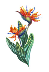 Tropical illustration of strelitzia. Exotic plant bird-of-paradise. Summer print