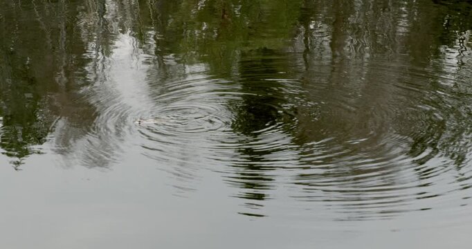 Close-up of a Common toad (bufo bufo) creating ripples on the surface of calm water in spring, Mustavuori, Helsinki, Finland.
