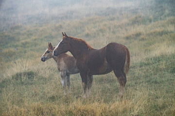 Wild mare with her foal on the foggy high plateau of Gran Sasso National Park in Abruzzo, Italy. Mist surrounds the horses, hiding mountains and creating a quiet, atmospheric wilderness scene.