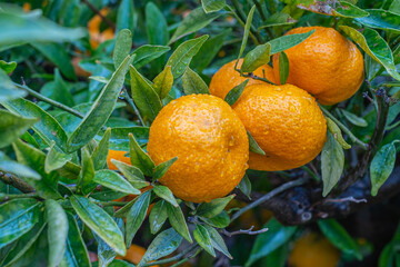 Fresh Oranges Branch