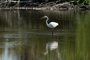Grande Aigrette