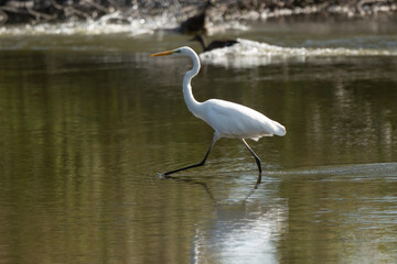 Grande Aigrette