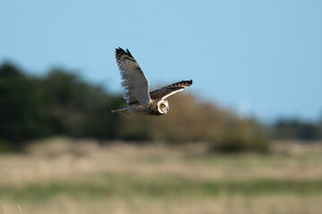 Hibou des marais