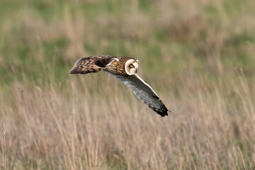 Hibou des marais