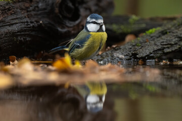 Mésange bleue