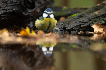 Mésange bleue © JAG IMAGES