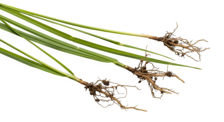 Three young grass seedlings with roots and green blades isolated on transparent background