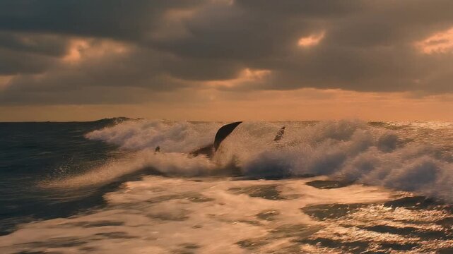 Beautiful dolphin jumping on the sunset landscape view featuring golden sunlight over the beach and desert horizon with orange clouds in the evening sky
