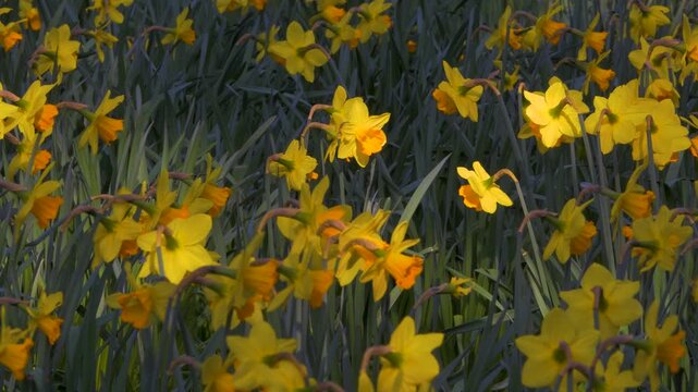 daffodils, bright yellow flowers, in dappled sunlight, medium shot of many daffodils gently swaying in a breeze, cheery nature
