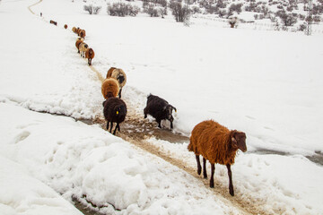 sheep in the snow