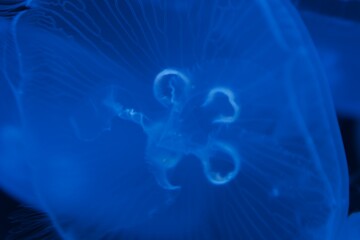 jellyfish under water © Plesca