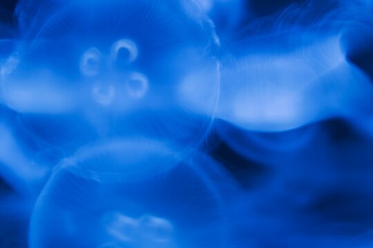Blue abstract jellifish unterwater motion.