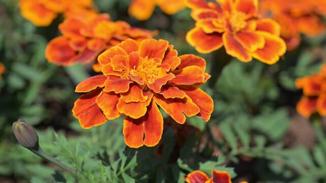 Beautiful French marigold (Tagetes patula) flower.