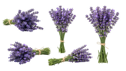 Fresh lavender bouquets tied with twine on a white background.
