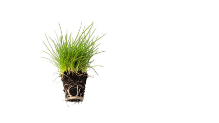 Green grass with exposed roots isolated on white background