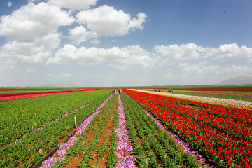 field of tulips and blue sky