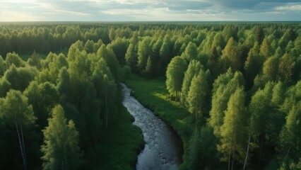 Forest river aerial view