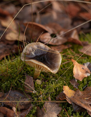 Close-Up of Wild Mushroom in Mossy Forest Floor