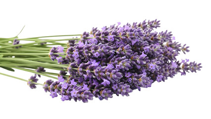 Fresh lavender flowers arranged in a beautiful bouquet