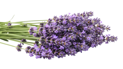 Fresh lavender flowers arranged in a beautiful bouquet
