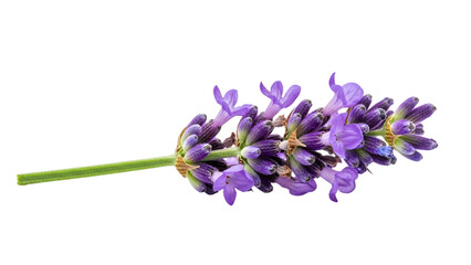 Close-up of a vibrant lavender flower with green stem.