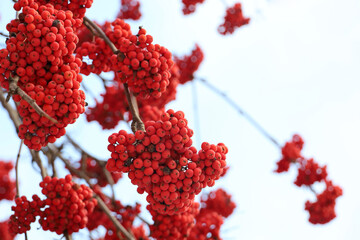 Red rowan berries growing on a tree branches. Colors of winter nature, medicinal berries of mountain-ash