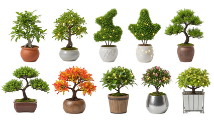 Decorative potted bonsai trees with fairy lights arranged in a row.