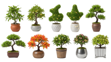 Decorative potted bonsai trees with fairy lights arranged in a row.