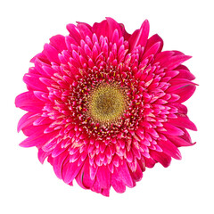 A vivid, close-up view of a single hot pink (magenta) Gerbera daisy flower head, photographed directly from above, isolated on a pure white background. Ideal for spring, floral, and beauty concepts.